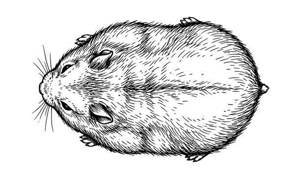 Fluffy hamster from above vector illustration with dense inked fur texture, whiskers and paws in black and white sketch style