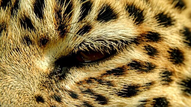 Extreme close up of wild animal eye blinking with spotted fur texture