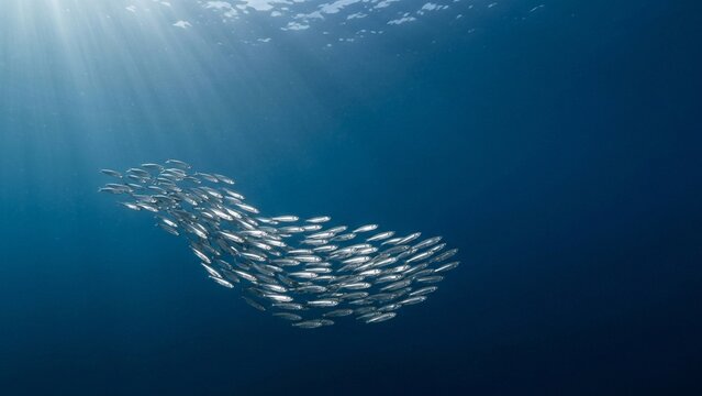 Small silver fish swimming in synchronized school through blue ocean