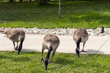 canadian goose © IgnacioDavid