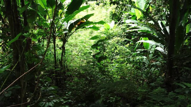 Lush, dense rainforest foliage with large leaves and varied undergrowth, dappled sunlight filtering through the canopy