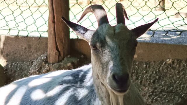 Close-up of a horned goat chewing calmly while resting inside its pen.