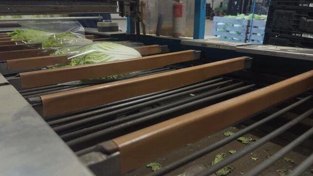 Static close up of an automated packaging machine wrapping fresh Chinese cabbage in plastic film, as unrecognizable worker hands collect the ready product. Concept of food supply chain.
