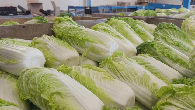 Slow pan shot over fresh green napa cabbages piled in large wooden crates inside an agricultural warehouse, ready for sorting and packaging. Concept of farming, fresh produce, and food supply chain.