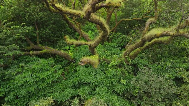 Aerial: Monsoon drone pulls back from giant tree revealing sprawling moss-laden boughs in all direction during monsoon greens