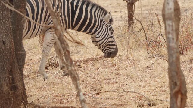 Plains zebra chewing in dry savanna, slow motion close up as it lowers head to graze in Kruger National Park South Africa.