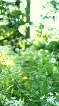 White umbrella-shaped flowers blooming in a green woodland setting, illuminated by warm natural light. Soft floral background with fresh foliage and peaceful summer mood.