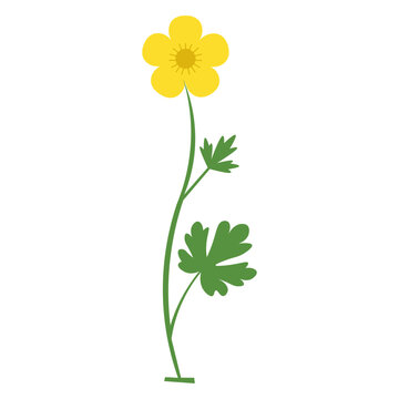 Simple vector illustration of a yellow buttercup flower