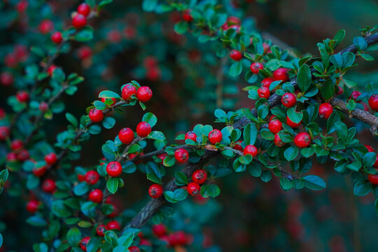 Cotoneaster horizontalis in garden