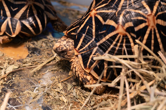 Indian Star Tortoises on Hay Bedding