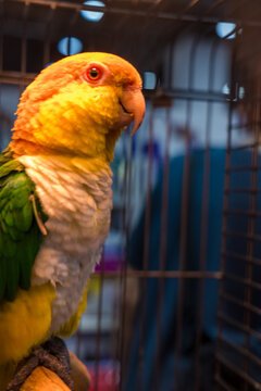 Caique Parrot Perched Inside Metal Cage