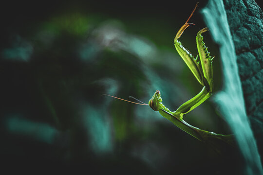 Green Praying Mantis Close-Up &ndash; Fascinating Insect (Mantis religiosa)