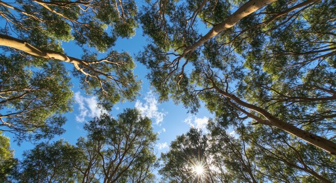 Low angle view of intricate eucalyptus tree branches and green leaves against a clear blue sky and sun
