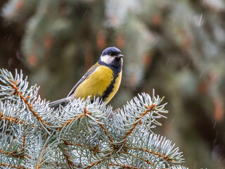 Cute bird Great tit, songbird sitting on the fir branch © Dmitrii Potashkin