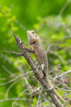 Oriental Garden Lizard Climbing a Branch in Sri Lanka Forest