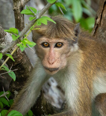 Obraz premium Toque Macaque Peering Through Forest Branches in Sri Lanka