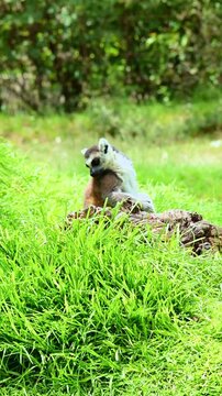 Close-up of a lemur moving slowly..