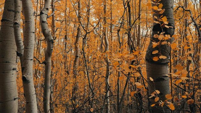 Aspen Trees In Autumn