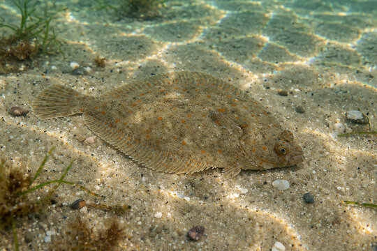A single plaice fish resting on a sandy seabed in shallow, sun-dappled water.