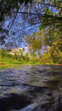 Bamboo trees on the riverbank 