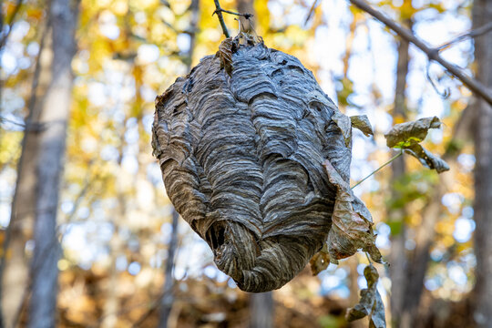 Close up view of an abandoned bald-faced hornet&rsquo;s (dolichovespula maculata) nest hanging from a tree branch in a woodland ravine