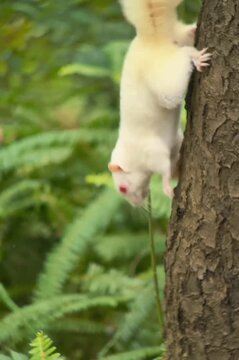 White Squirrel 