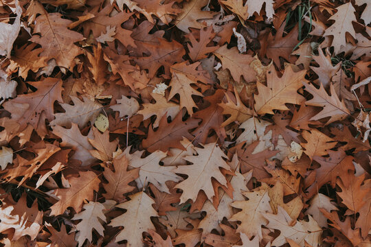 Close-up of dry brown oak leaves covering the ground in autumn, natural fall foliage texture and seasonal background