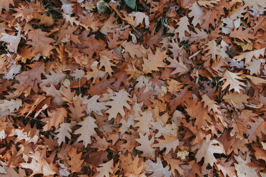 Close-up of dry brown oak leaves covering the ground in autumn, natural fall foliage texture and seasonal background