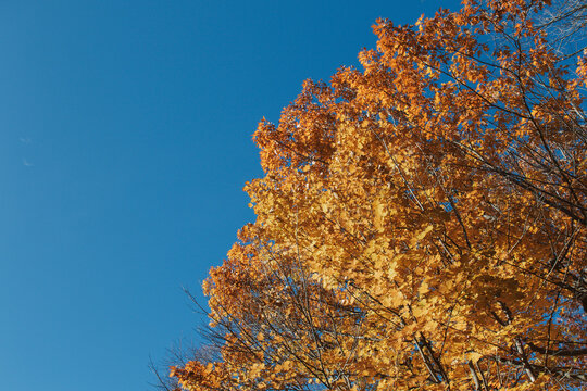 Golden yellow and orange autumn maple leaves against a clear blue sky with copy space, colorful fall foliage nature background