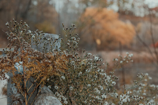 Close-up of dried wildflowers and fluffy seed heads in autumn with soft blurred background and natural earthy tones