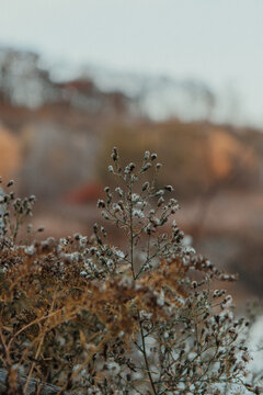 Close-up of dried wildflowers and fluffy seed heads in autumn with soft blurred background and natural earthy tones