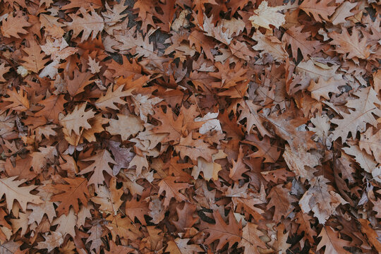 Close-up of dry brown oak leaves covering the ground in autumn, natural fall foliage texture and seasonal background