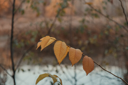 Close-up of golden yellow and orange autumn leaves on a delicate tree branch against a softly blurred natural background