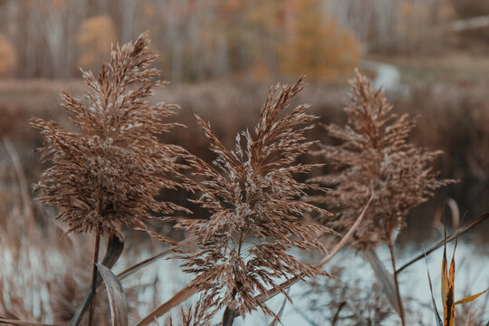 Close-up of dry brown reed grass plumes in autumn wetland with soft blurred background and natural earthy tones