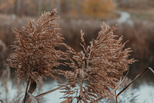 Close-up of dry brown reed grass plumes in autumn wetland with soft blurred background and natural earthy tones
