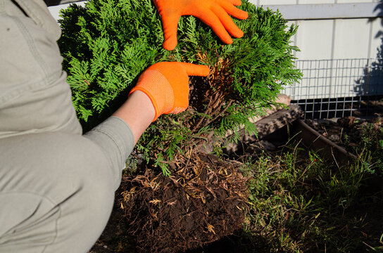 Gardener wearing bright orange gloves inspecting the root ball of a small evergreen shrub plant