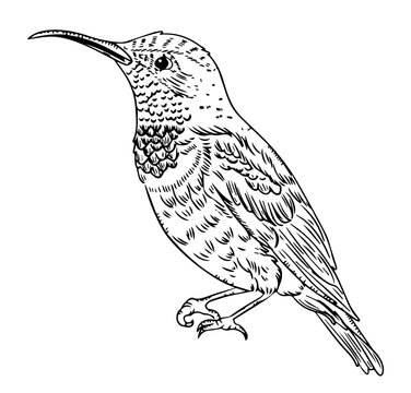 Hummingbird Botanical Line Art