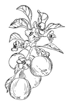 Pomegranate Blossoms and Fruit Branch Botanical Illustration