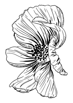 Blooming Flower Botanical Illustration