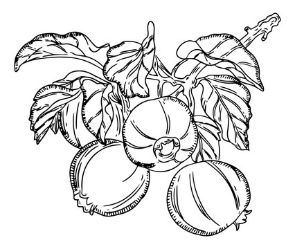 Persimmon Fruit Branch with Leaves Botanical Line Art