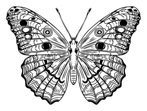 Detailed Symmetrical Butterfly Top View Line Art
