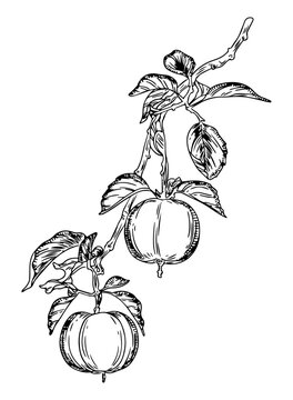 Apple Tree Branch with Hanging Apples Botanical Sketch