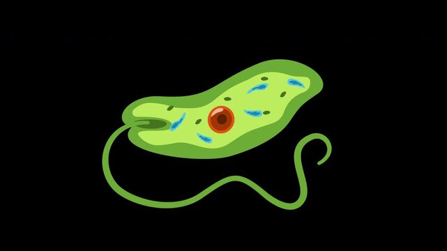 illustration of euglena protozoa microbiology, Euglena Cell Structure