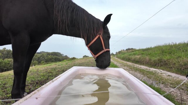 Black horse wearing a red halter lowers its muzzle toward the water in a trough beside a rural dirt track.