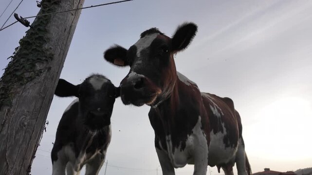 Calf nuzzles close to an adult dairy cow beside an ivy covered wooden pole in a rural field in Asturias, Spain.