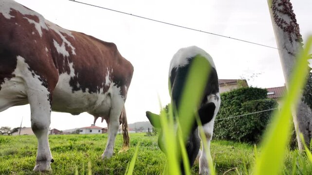 Low-angle view of two young dairy cows grazing together in a green pasture near rural homes.