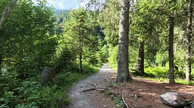 Hiking trail in the green alpine forest of Rosenlaui Valley in the Canton of Bern, Switzerland.