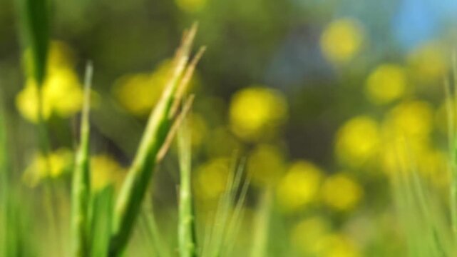 Un plano macro con poca profundidad de campo de hierbas silvestres y flores amarillas en primavera.