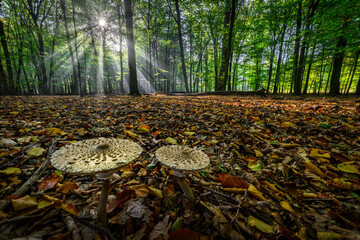 Fototapeta premium Sunny morning in the forest