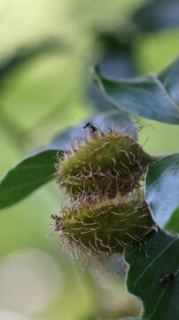 Close-up of black ants exploring green, spiky beechnuts hanging from a tree branch in a forest